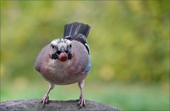 Eichelhäher Eichelhäher