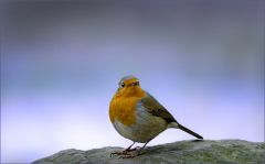 Rotkehlchen Rotkehlchen