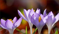 Krokusse Krokusse