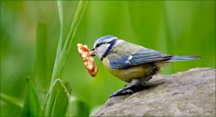 Blaumeise mit Walnuss im Schnabel Blaumeise mit Walnuss im Schnabel