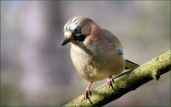 Eichelhäher Eichelhäher