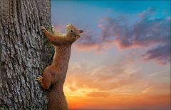 Eichhörnchen Eichhörnchen