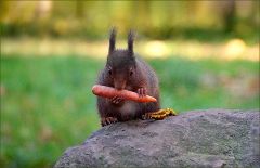 Eichhörnchen mit einer Möhre Eichhörnchen mit einer Möhre
