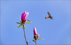 Magnolienknospen Magnolienknospen