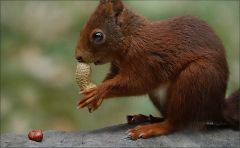 Eichhörnchen Eichhörnchen