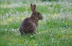 Wildkaninchen Wildkaninchen