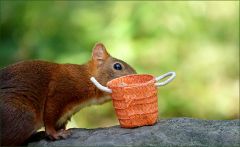 Eichhörnchen Eichhörnchen