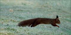 Eichhörnchen auf der kalten Wiese mit Raureif
