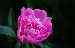 Pfingstrose Pfingstrose