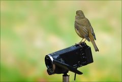 Rotkehlchen auf der Videokamera Rotkehlchen auf der Videokamera