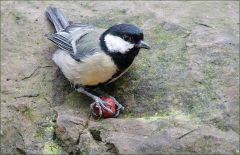 Kohlmeise mit einer Haselnuss