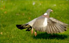 Taube beim Abflug Taube beim Abflug