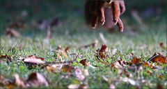 Eichhörnchen im Sprung