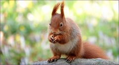 Eichhörnchen Eichhörnchen