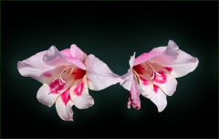 Gladiolenart