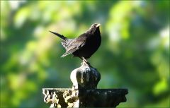 Amsel Amsel