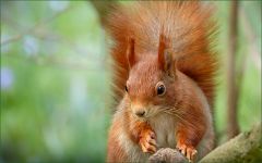 Eichhörnchen Eichhörnchen