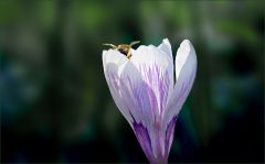 Krokus und eine Biene Krokus und eine Biene