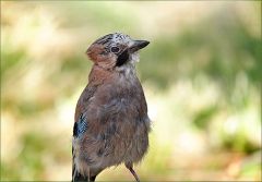 Eichelhäher Eichelhäher