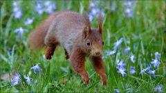 Eichhörnchen Eichhörnchen