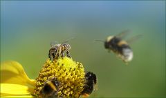 Hummeln und Biene Hummeln und Biene