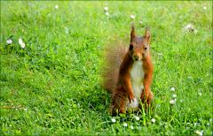 Eichhörnchen Eichhörnchen