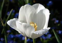 Weisse Tulpe