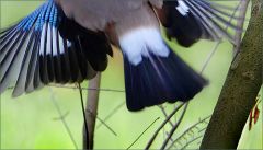 Eichelhäher Eichelhäher