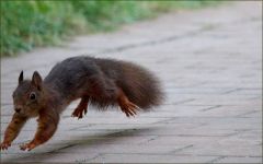 Eichhörnchen Eichhörnchen