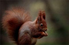 Eichhörnchen Eichhörnchen