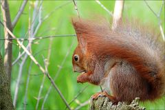 Eichhörnchen Eichhörnchen