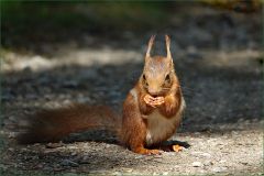 Eichhörnchen Eichhörnchen