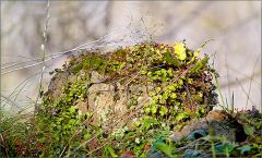Bewachsener Stein Bewachsener Stein