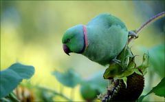 Papagei auf einer Sonnenblume