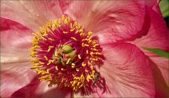 Pfingstrose Pfingstrose