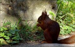 Eichhörnchen Eichhörnchen