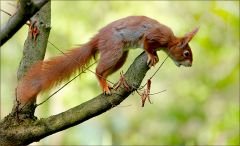 Eichhörnchen Eichhörnchen