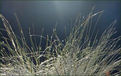 Gräser mit Regentropfen