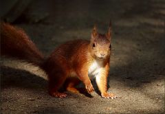 Eichhörnchen Eichhörnchen