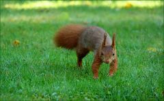 Eichhörnchen Eichhörnchen