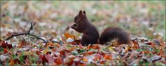 Eichhörnchen im Herbstlaub