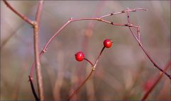 Kleine Hagebutten im Februar Kleine Hagebutten im Februar