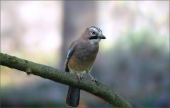 Eichelhäher Eichelhäher