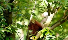 Eichhörnchen Eichhörnchen