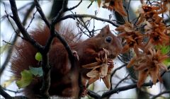 Eichhörnchen knabbert Baumsamen