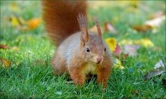 Hellbraunes Eichhörnchen Hellbraunes Eichhörnchen