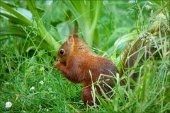 Eichhörnchen Eichhörnchen