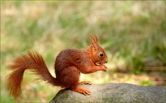 Eichhörnchen Eichhörnchen