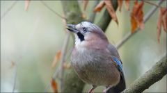 Eichelhäher Eichelhäher