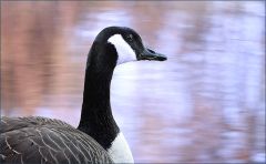 Kanadagans Kanadagans